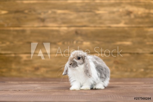 Picture of Rabbit on wooden background Empty space for text